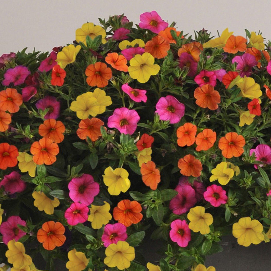 MixMaster Fruit Cocktail Seatonville Greenhouses