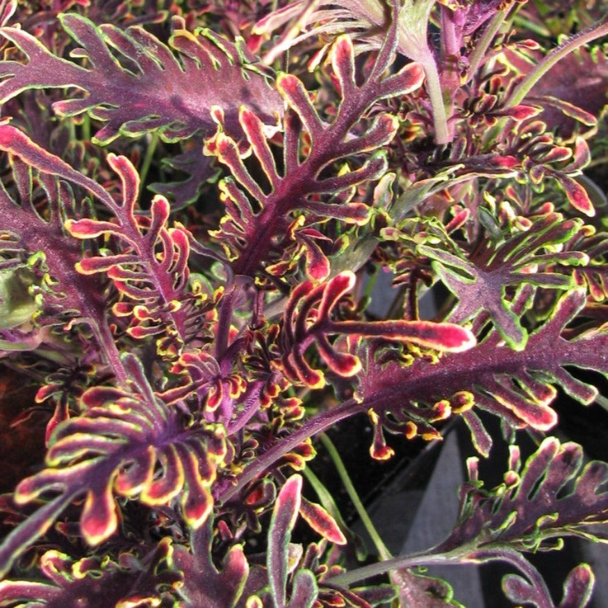 Coleus Kiwi Fern Seatonville Greenhouses