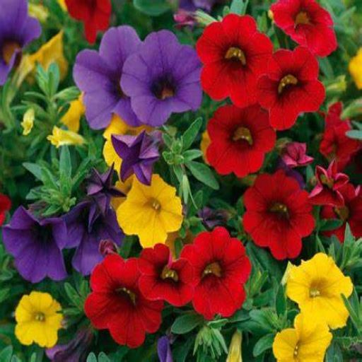 Trixiliner Bolero Seatonville Greenhouses