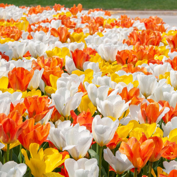 Tulip Mix C