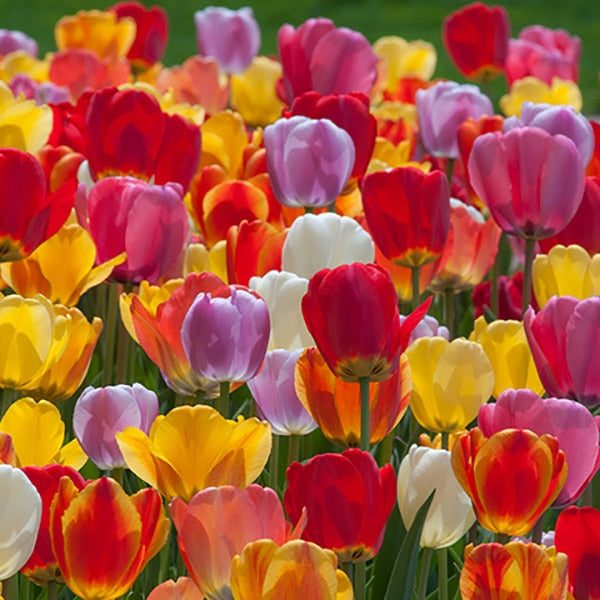 Tulip Mix F