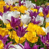 Tulip Mix A