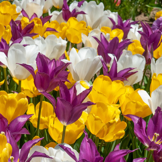 Tulip Mix A
