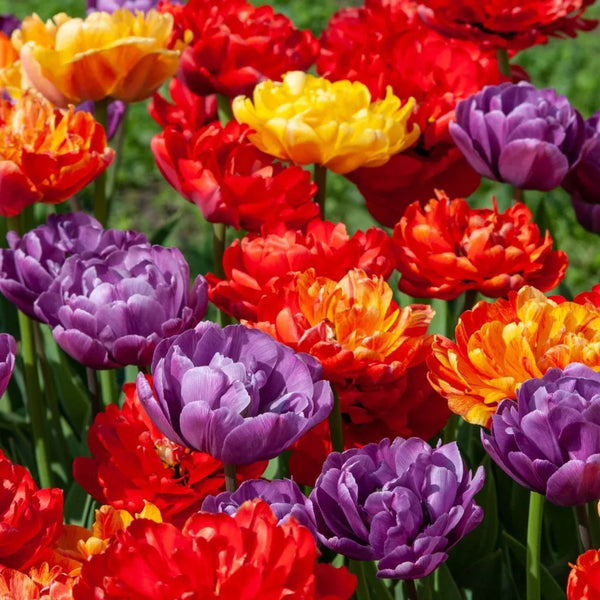 Tulip Mix E