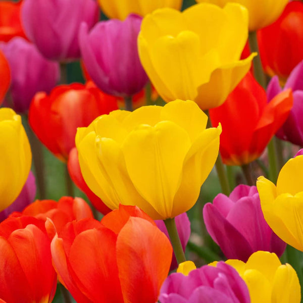 Tulip Mix E