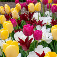 Tulip Mix B
