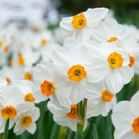 Daffodil Geranium