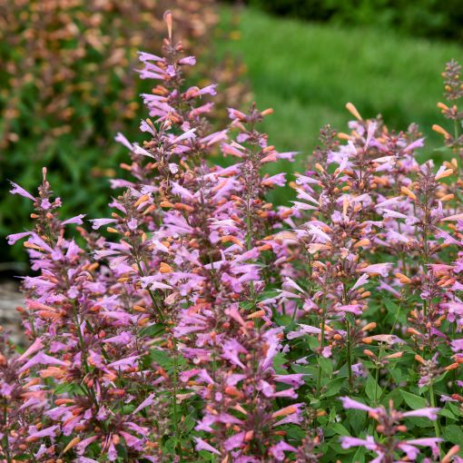 Agastache Pinky Pie