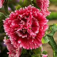 Alcea rosea Fiesta Time