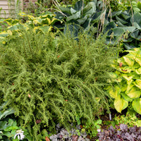 Fern Athyrium Victoriae