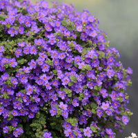 Bacopa  ' Epic Blue '