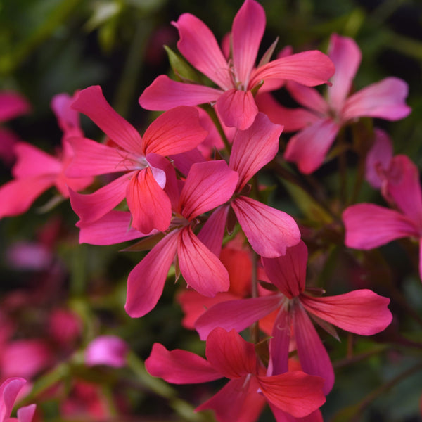 Geranium Ivy Balcon Shocking Pink