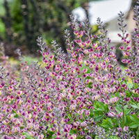 Baptisia Grape Escape