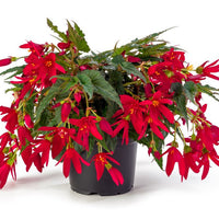 Begonia Beauvilia Red