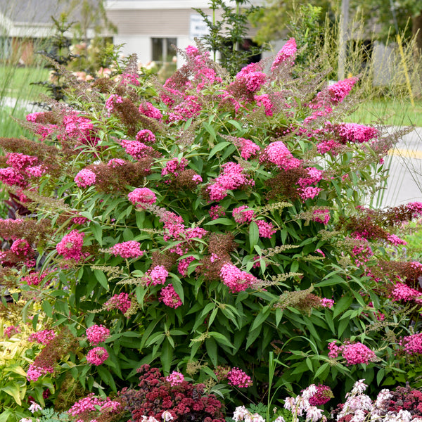 Buddleia Monarch Cherry Royale