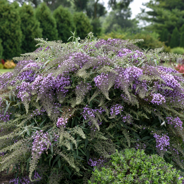 Buddleia  Lilac Cascade