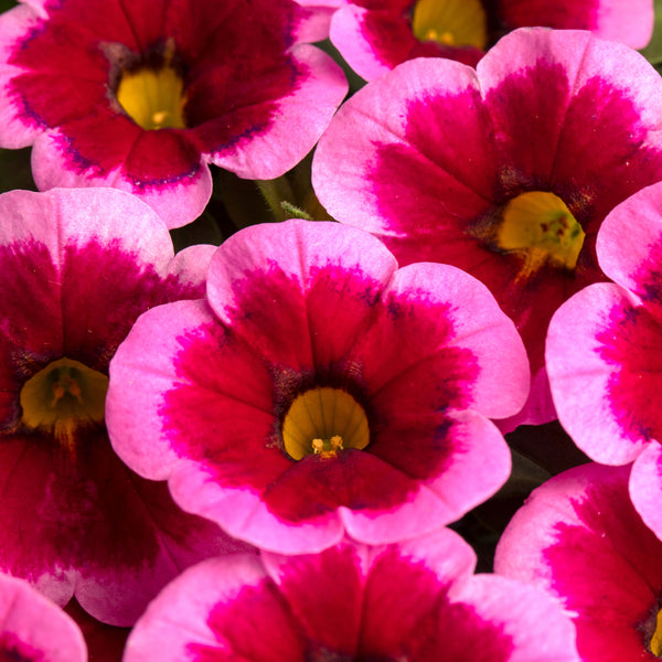 Calibrachoa Caliloco Frankenberry