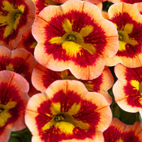 Calibrachoa Caliloco Spicy Honey