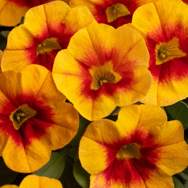 Calibrachoa Calitastc Sunset