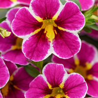 Calibrachoa cha cha electric pink