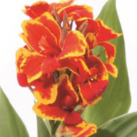 Canna Cannova Red Golden Flame