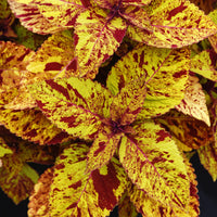 Coleus Marble Mania