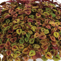 Coleus Great Falls Rose Gold