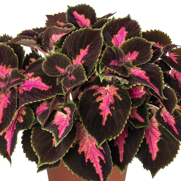 Coleus Main Street Fifth Ave