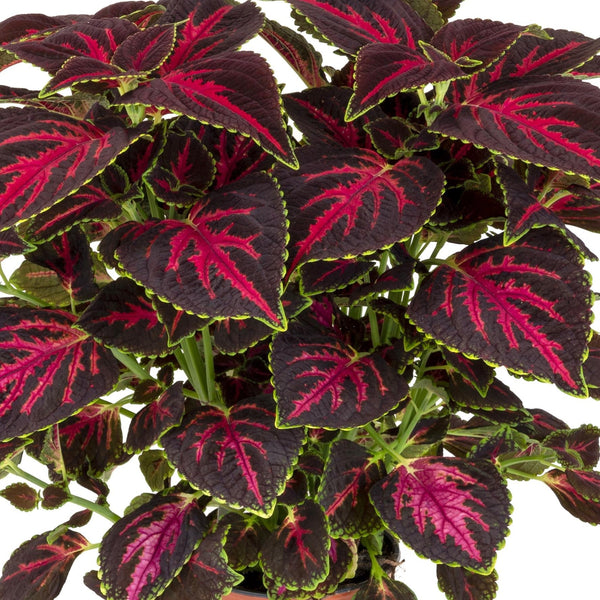 Coleus Main Street Orchard Road