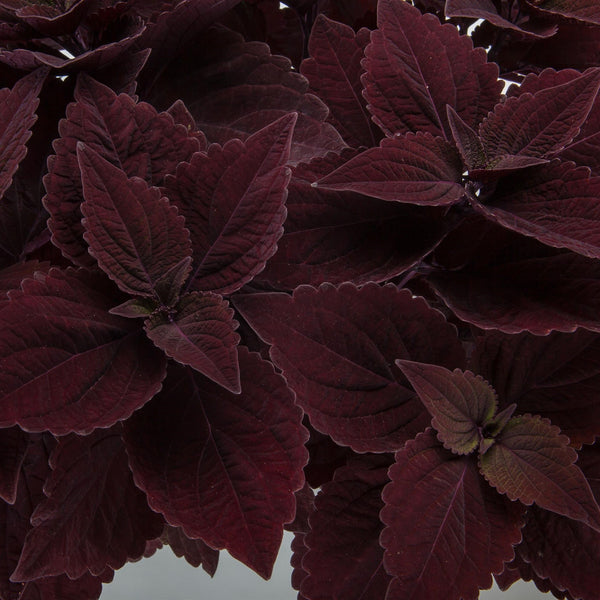 Coleus  Chocolate Velveteen