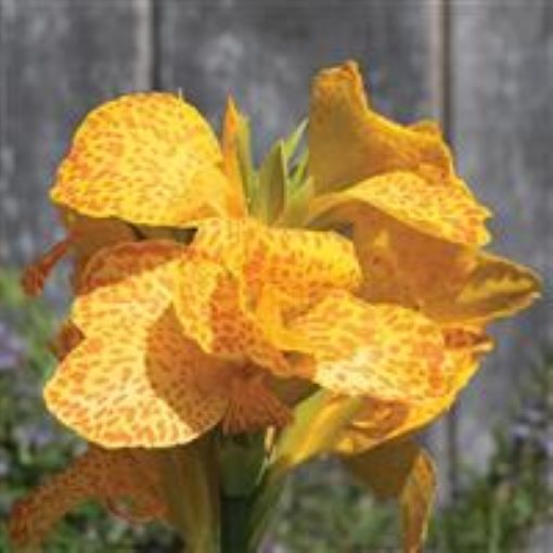 Canna Cannova Gold Leopard