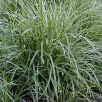 Grass Carex Ice Dance