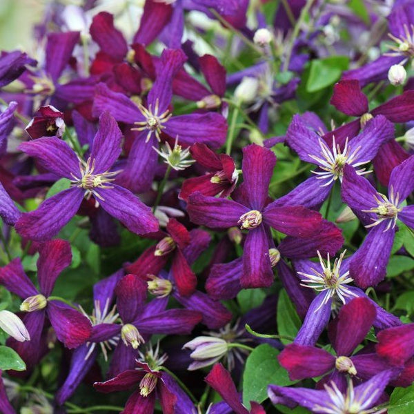 Clematis Sweet Summer Love - Proven winner