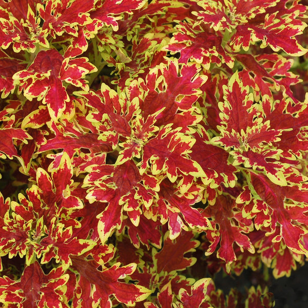 Coleus Wildfire Blaze