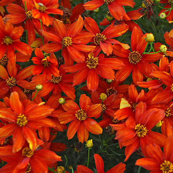 Coreopsis Crazy Cayenne