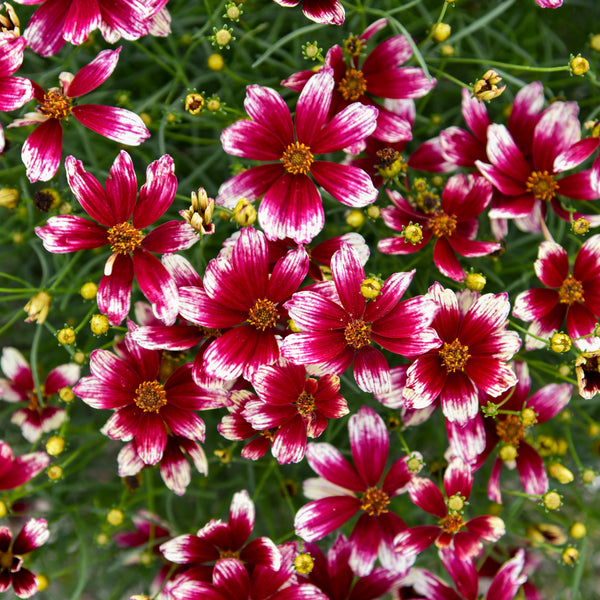 Coreopsis ' Heartstrings ' -Proven winner