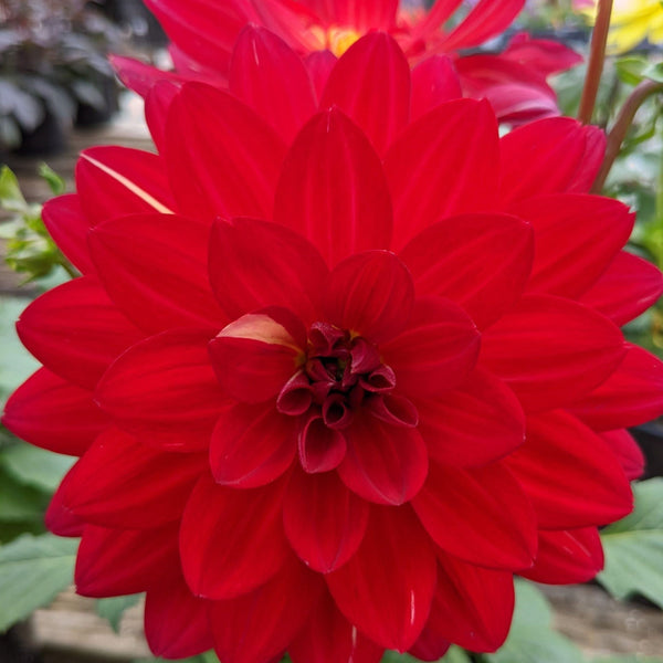 Dahlia XXL Cancun