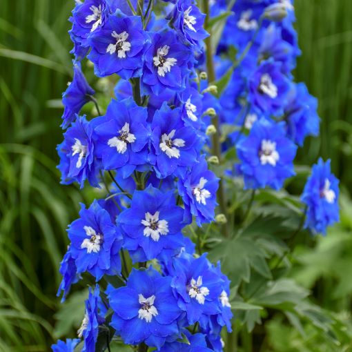 Delphinium Cobalt Dreams