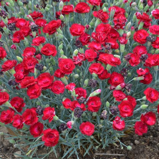 Dianthus Pretty Poppers Electric Red