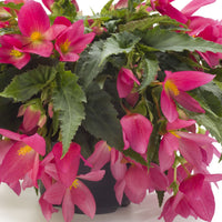 Begonia Beauvilia Hot Pink