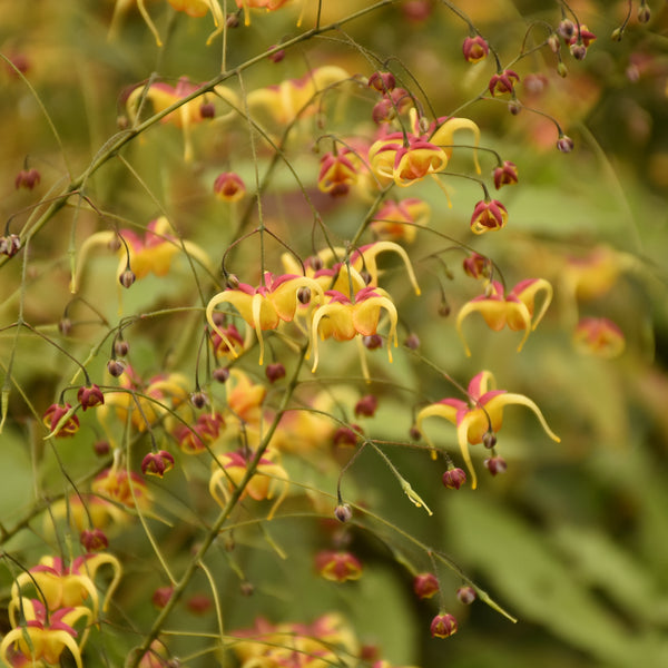 Epimedium Jester's Hat