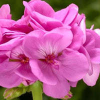 Geranium Calliope Large Lavender