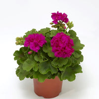 Geranium Calliope Med Violet