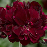 Geranium Ivy League Burgundy