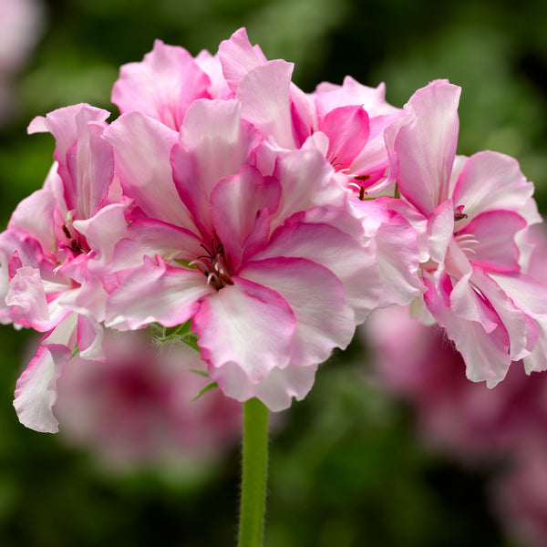 Geranium Ivy League Cherry Blossom