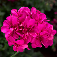 Geranium Ivy League Deep Pink