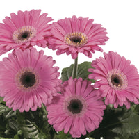 Gerbera Daisy  Lilac / black center