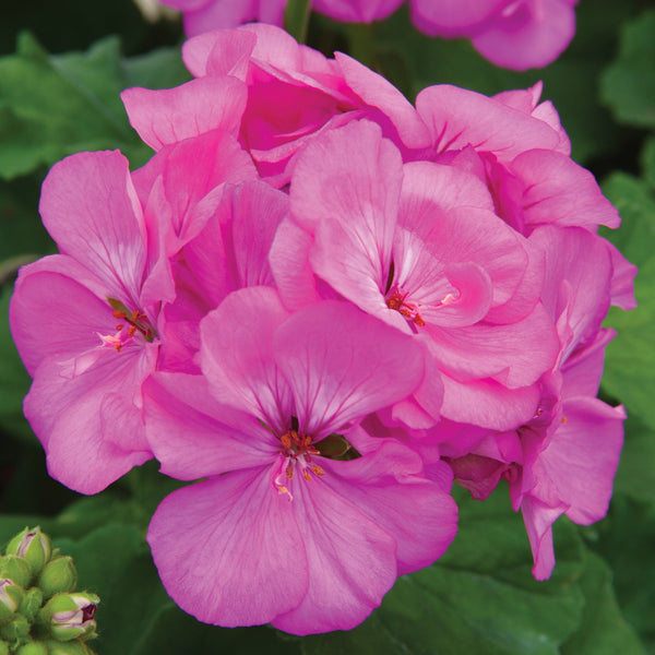 Geranium Rocky Mountain Lavender