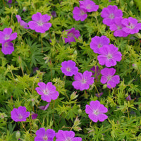 Geranium New Hampshire Purple