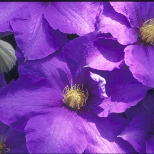 Clematis H F Young